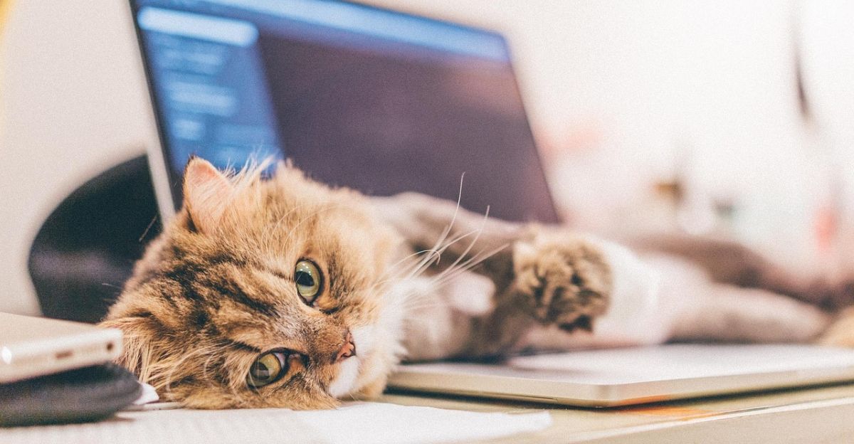 Decoding Your Cat: Why Do Cats Randomly Lay Down?