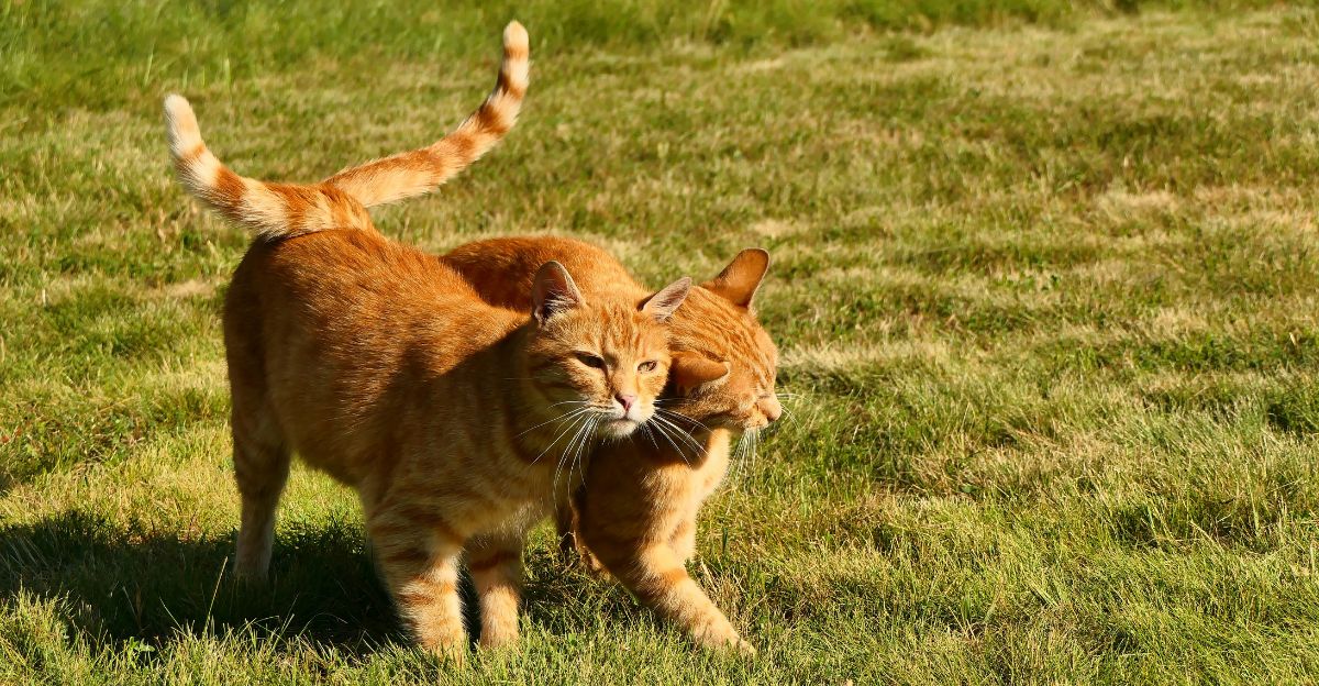 Cracking the Code: Why Do Cats Wag Their Tails?