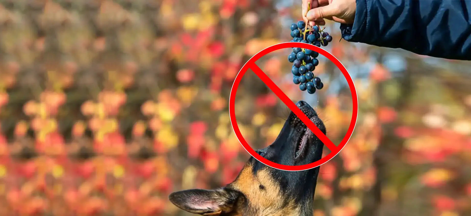 Can Dogs Eat Grapes? Why Even One Grape Could Be Dangerous