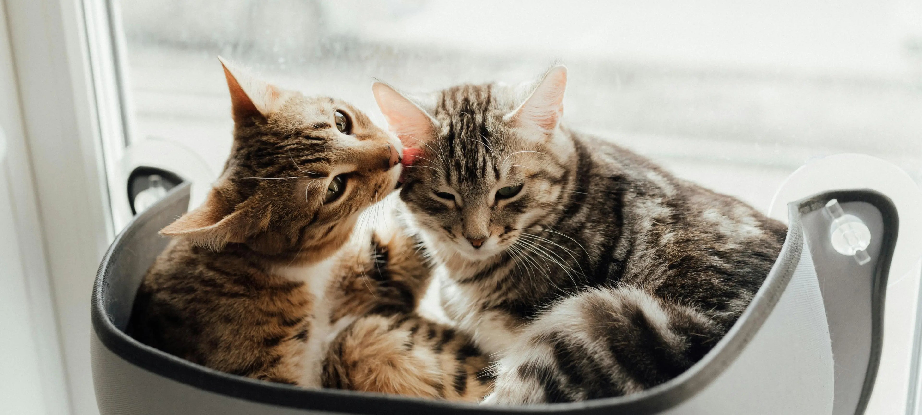 Worried About Hissing? Here's How to Introduce Cats to Each Other Gently
