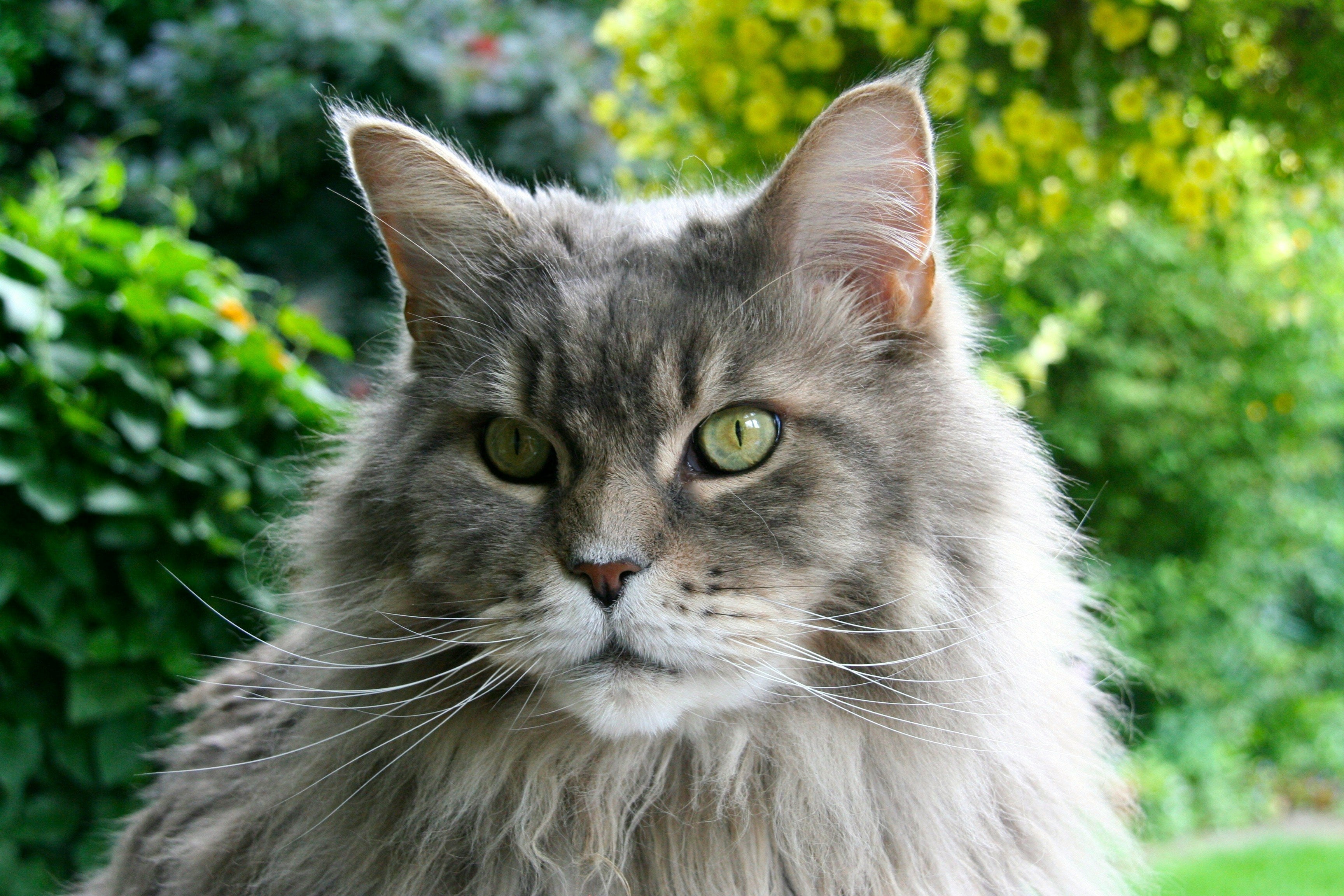 The Enchanting World of Grey Tabby Cats