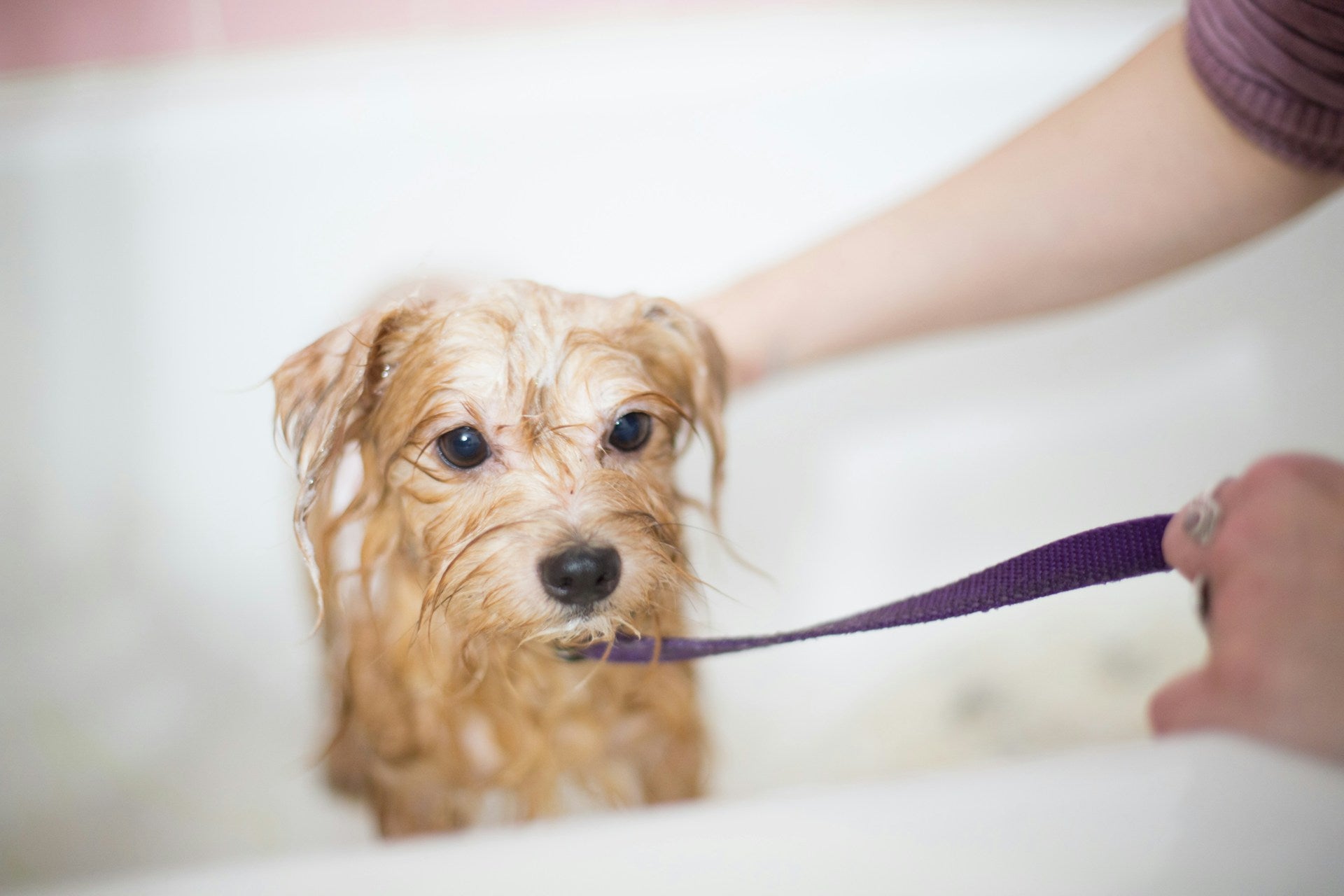 Essential Dog Grooming Supplies: Your 2025 Guide to Happy, Healthy Pups