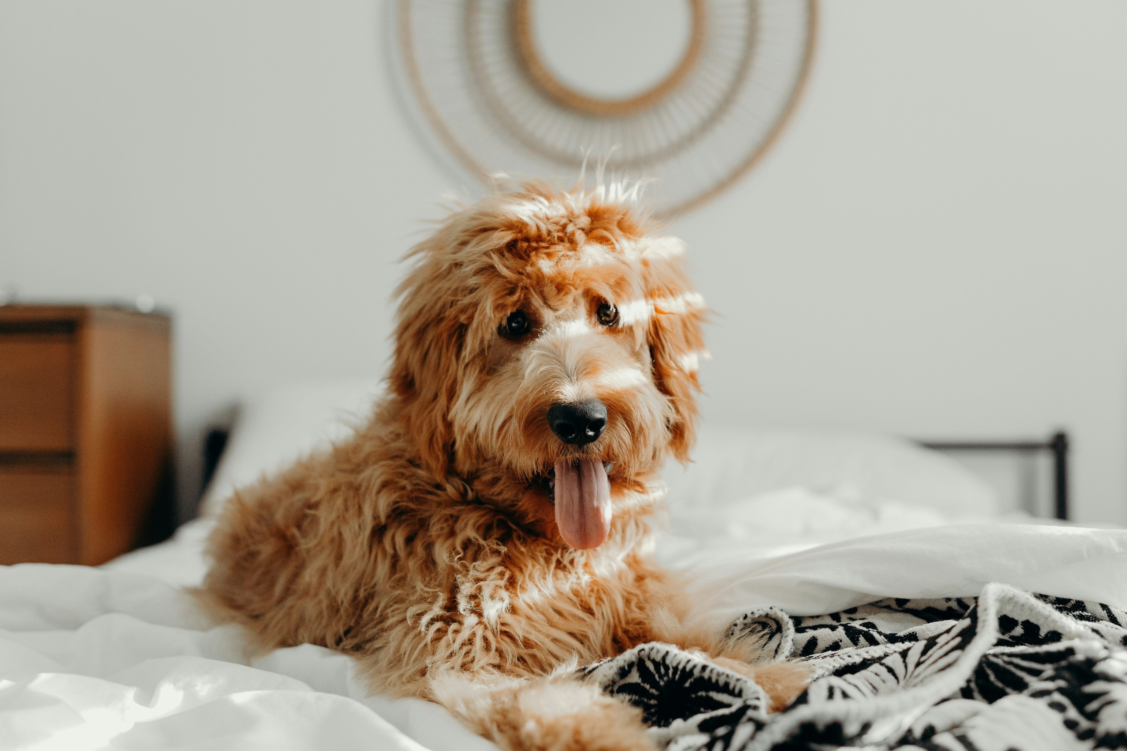 š¶ The Ultimate Guide to Brushing Your Dog: Pro Tips from a Vet Tech