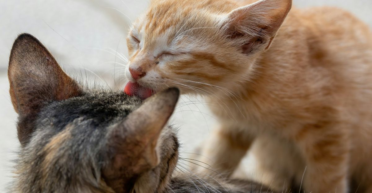 Why Do Cats Groom Each Other? The Truth Behind This Sweet (and Sometimes Strategic) Behavior
