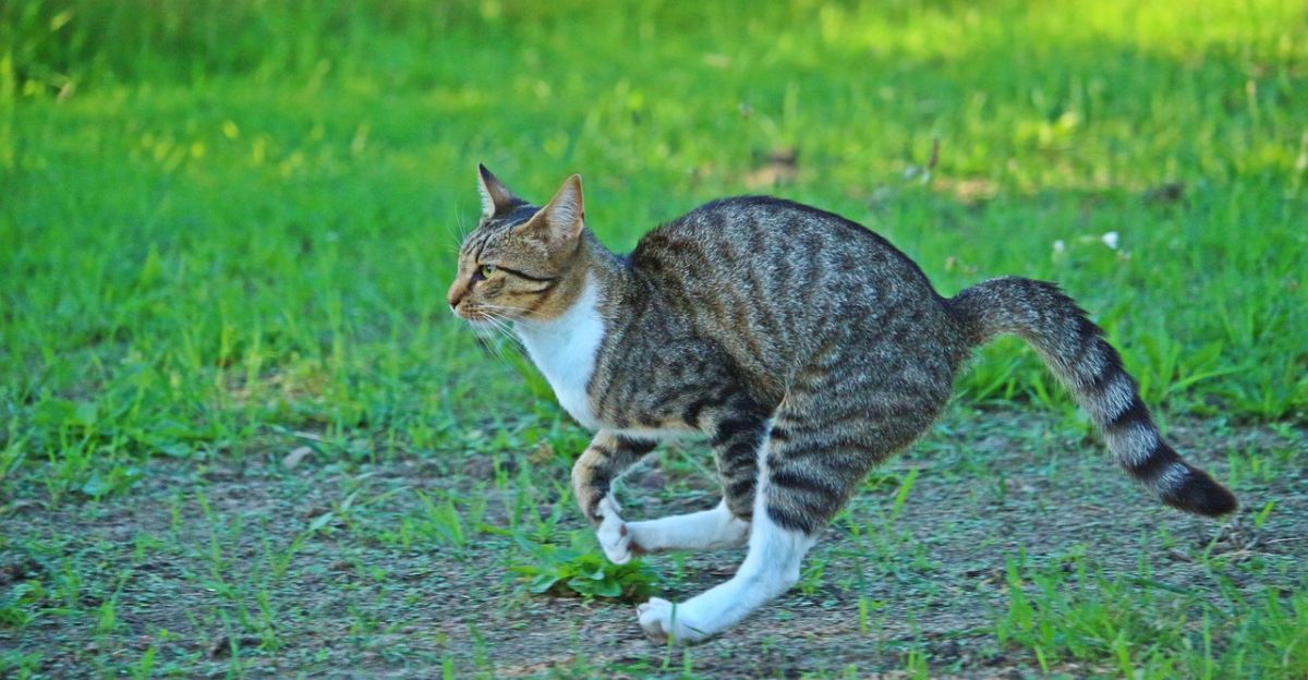 Why Do Cats Get the Zoomies? A Guide to Feline Frenzy