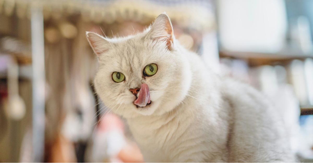 Can Cats Eat Yogurt? The Surprising Truth for Curious Cat Parents