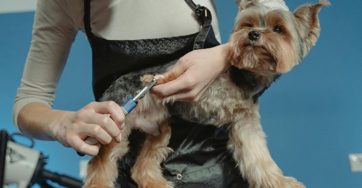 How to Groom a Yorkie: Step-by-Step Yorkshire Terrier Grooming Guide