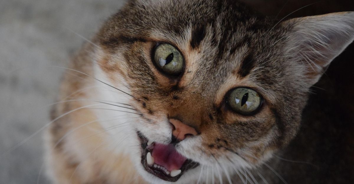 Why Is My Cat Meowing? A Fun & Insightful Guide to Feline Talk