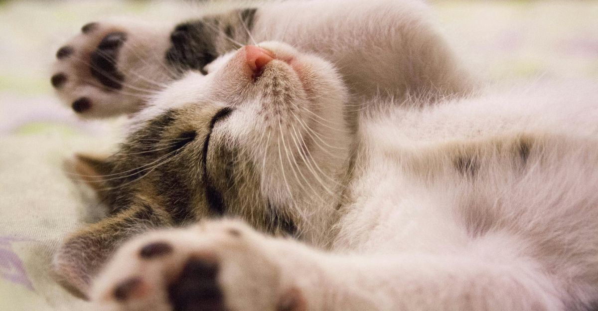 Decoding Your Cat's Snores: A Guide for Curious Cat Parents