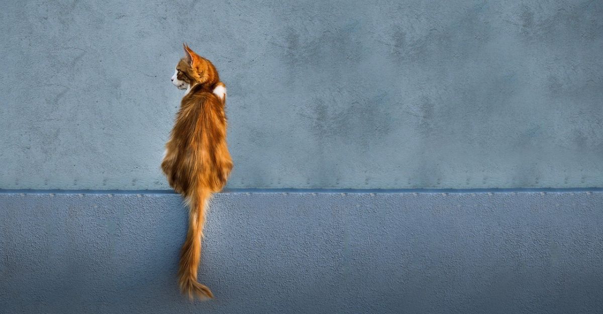 The Secret Life of a Cat's Tail: Do They Really Have Control?