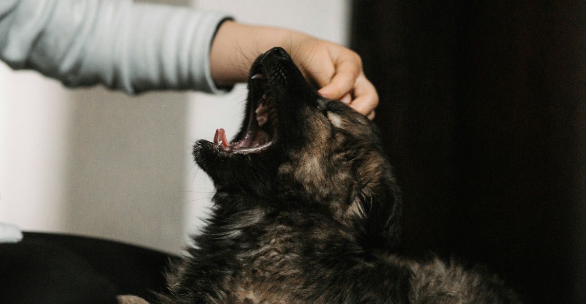 Why Does My Cat Attack Me? A Guide to Decoding Feline Aggression and Rebuilding Your Bond