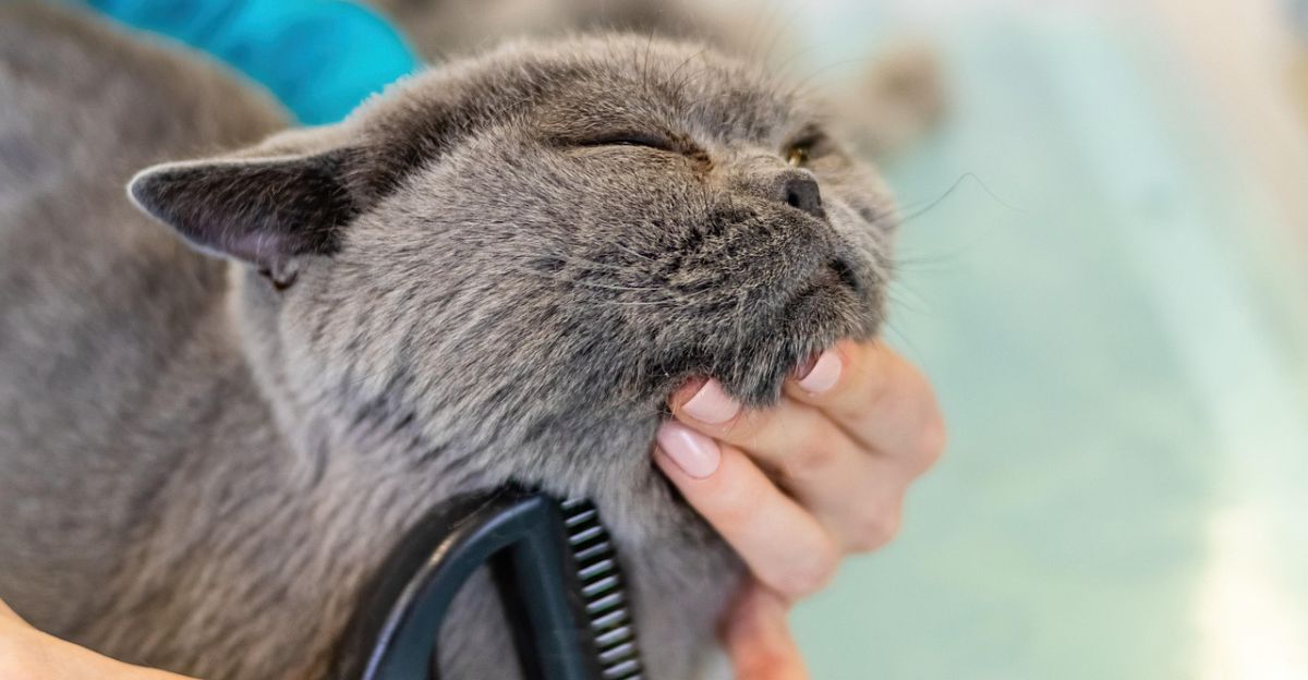 Why Do Cats Groom After You Pet Them: Surprising Reasons Explained