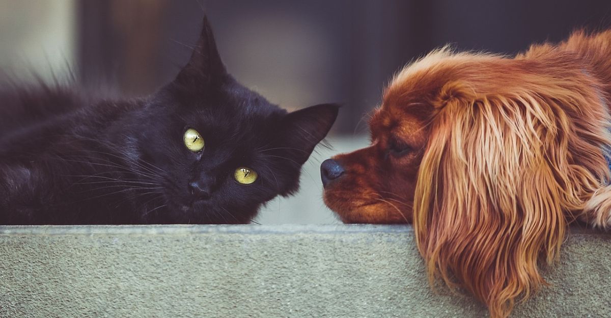 11 Best Dog Breeds for Cats: A Guide to Harmony Between Paws