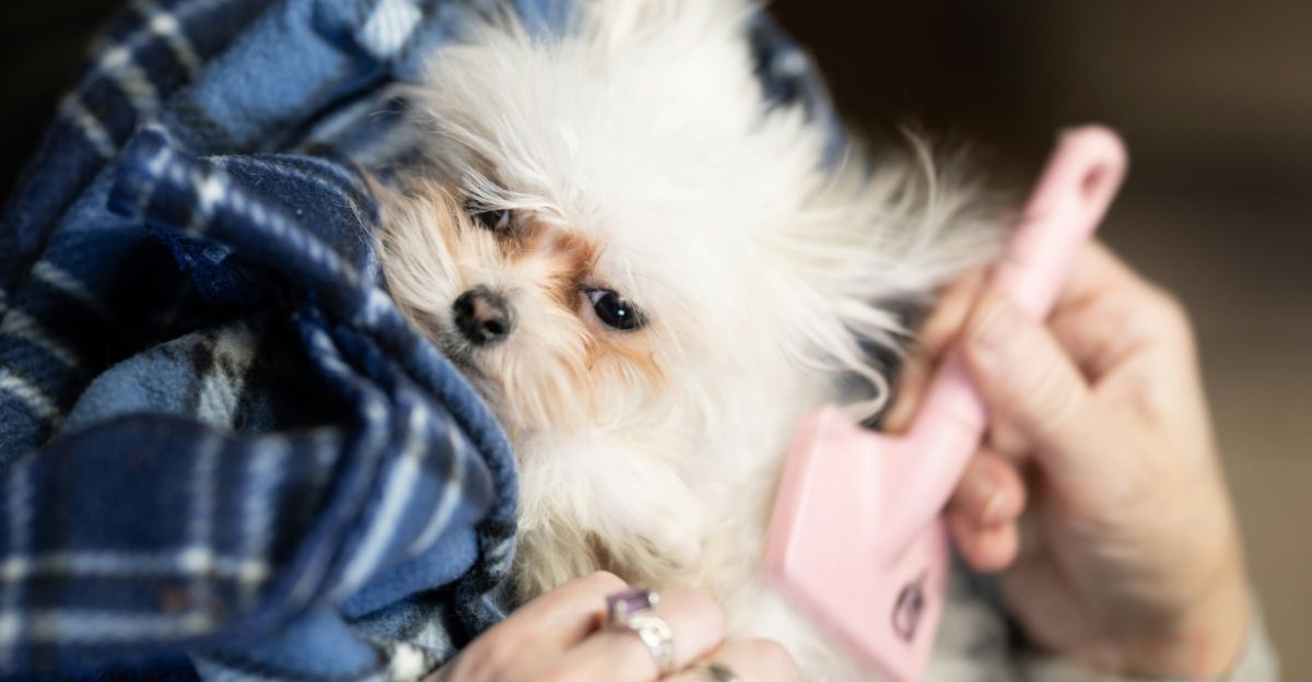 Pin Brush vs. Slicker Brush: Are You Using the Right Tool on Your Dog?