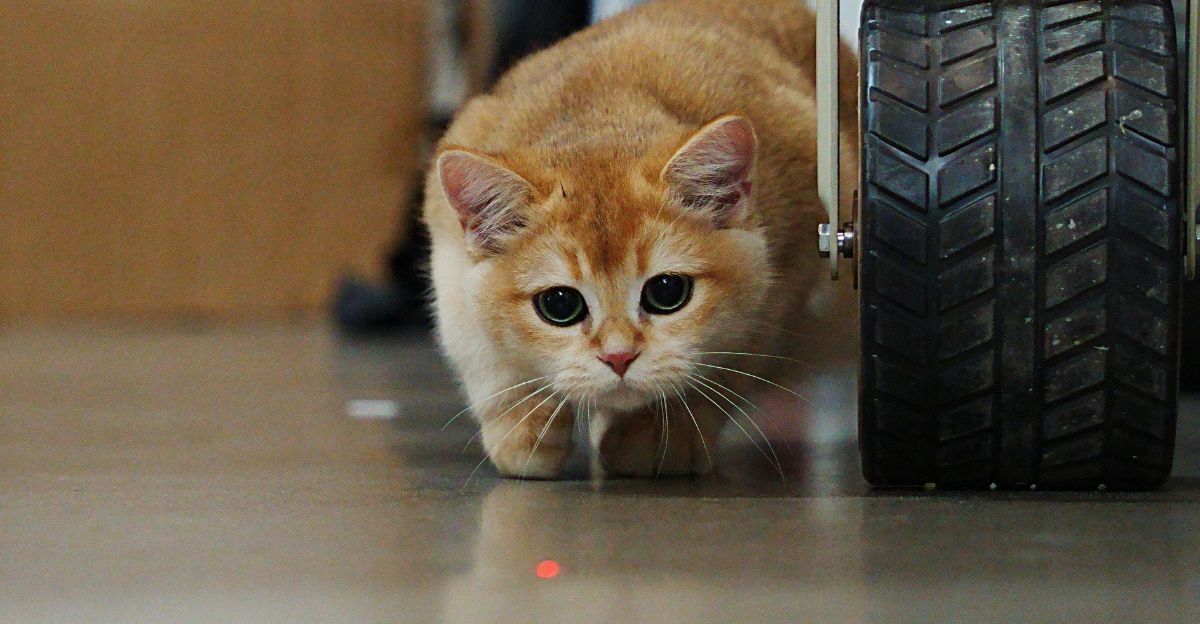 Are Laser Pointers Bad for Cats? The Truth About a Popular Toy