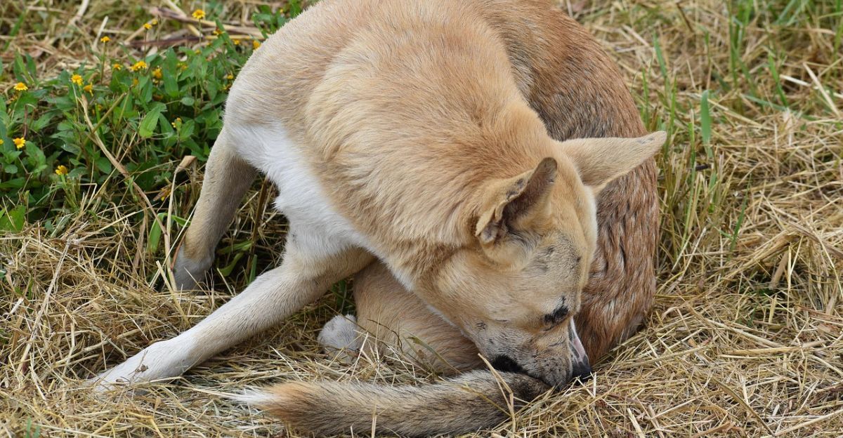 Dog Itchy After Grooming: Solutions for Soothing Relief