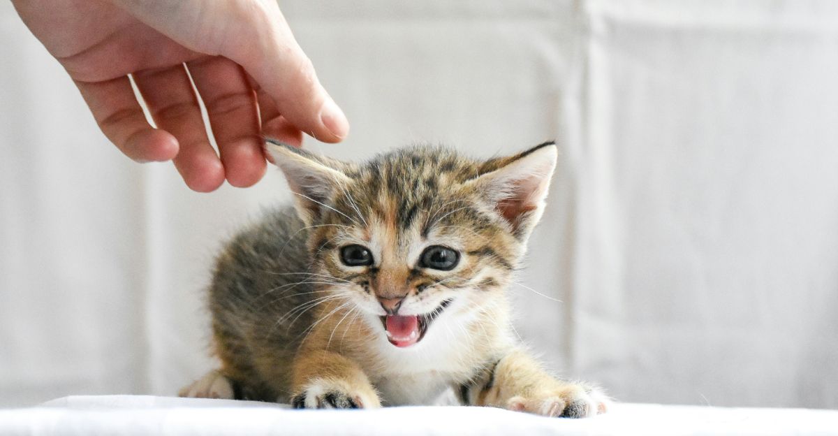 Do House Cats Need Rabies Shots? Essential Facts Every Owner Must Know