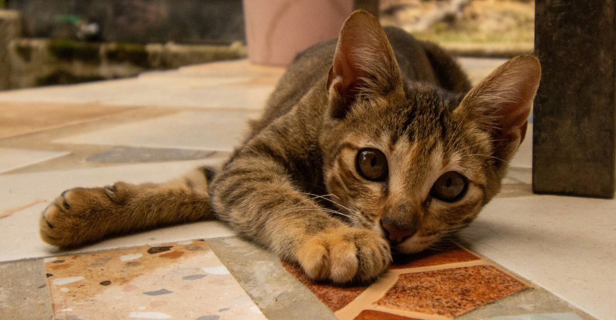 Can Cats Have Peanut Butter? The Surprising Truth