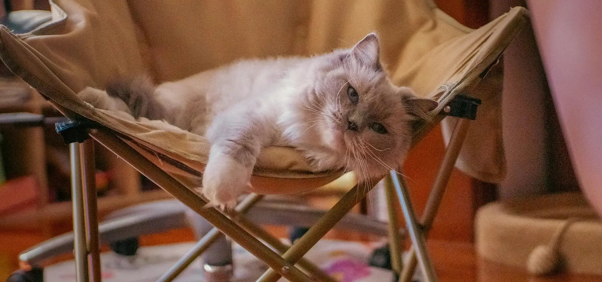 Cat Diarrhea: Causes, Symptoms, Treatment & What to Feed Your Cat