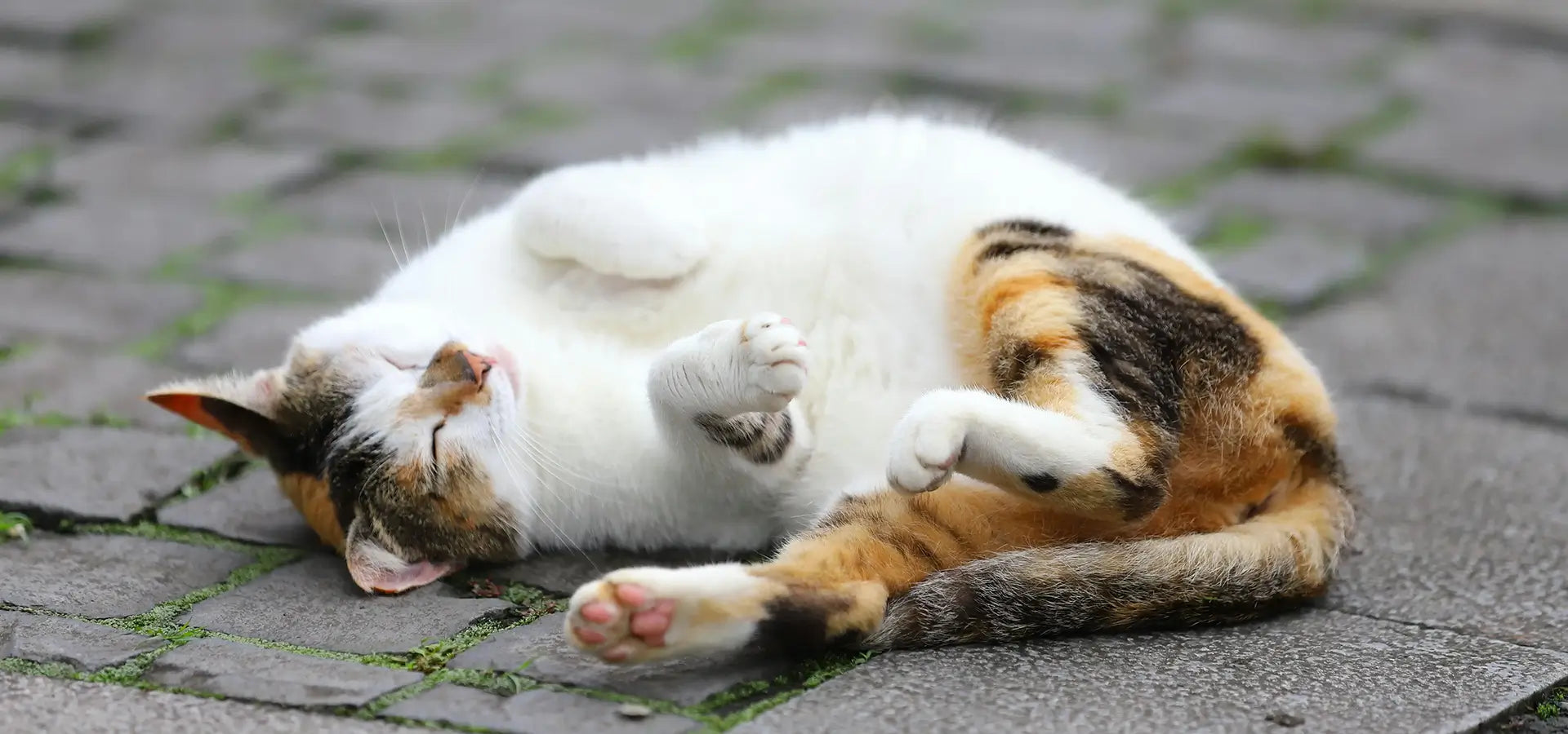 How to Get Rid of Fleas on Cats: A Complete Guide for Pet Parents