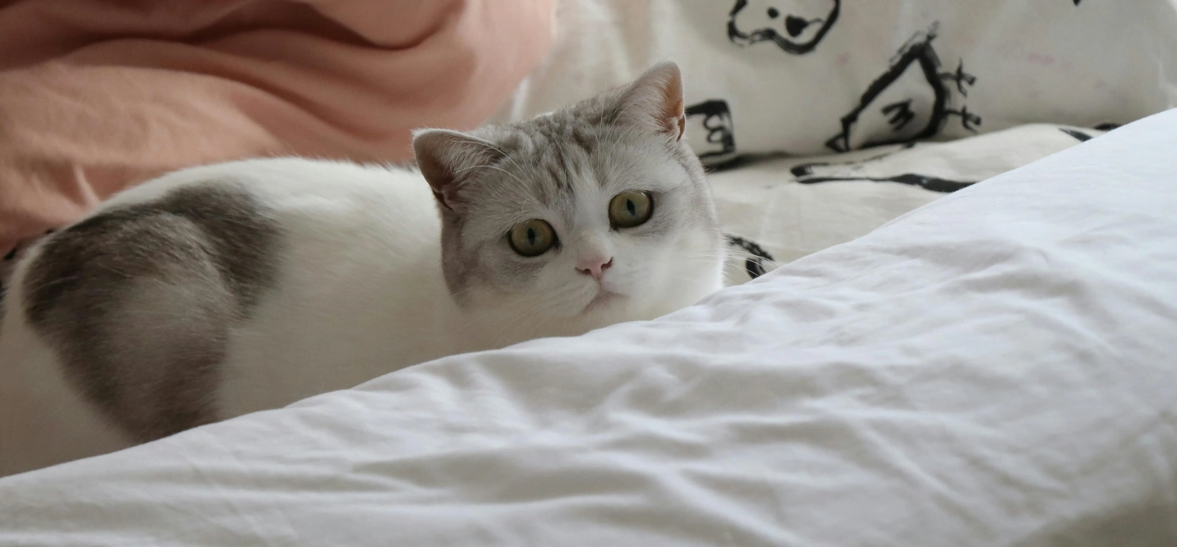That Cat Spray Smell: Your Ultimate Guide to Getting Rid of It for Good