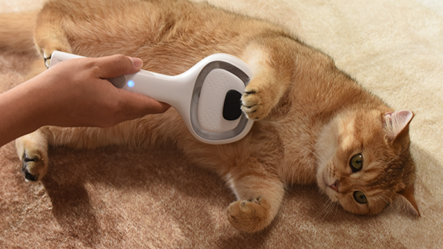How Often Should You Brush Your Cat? A Complete Guide for Pet Parents