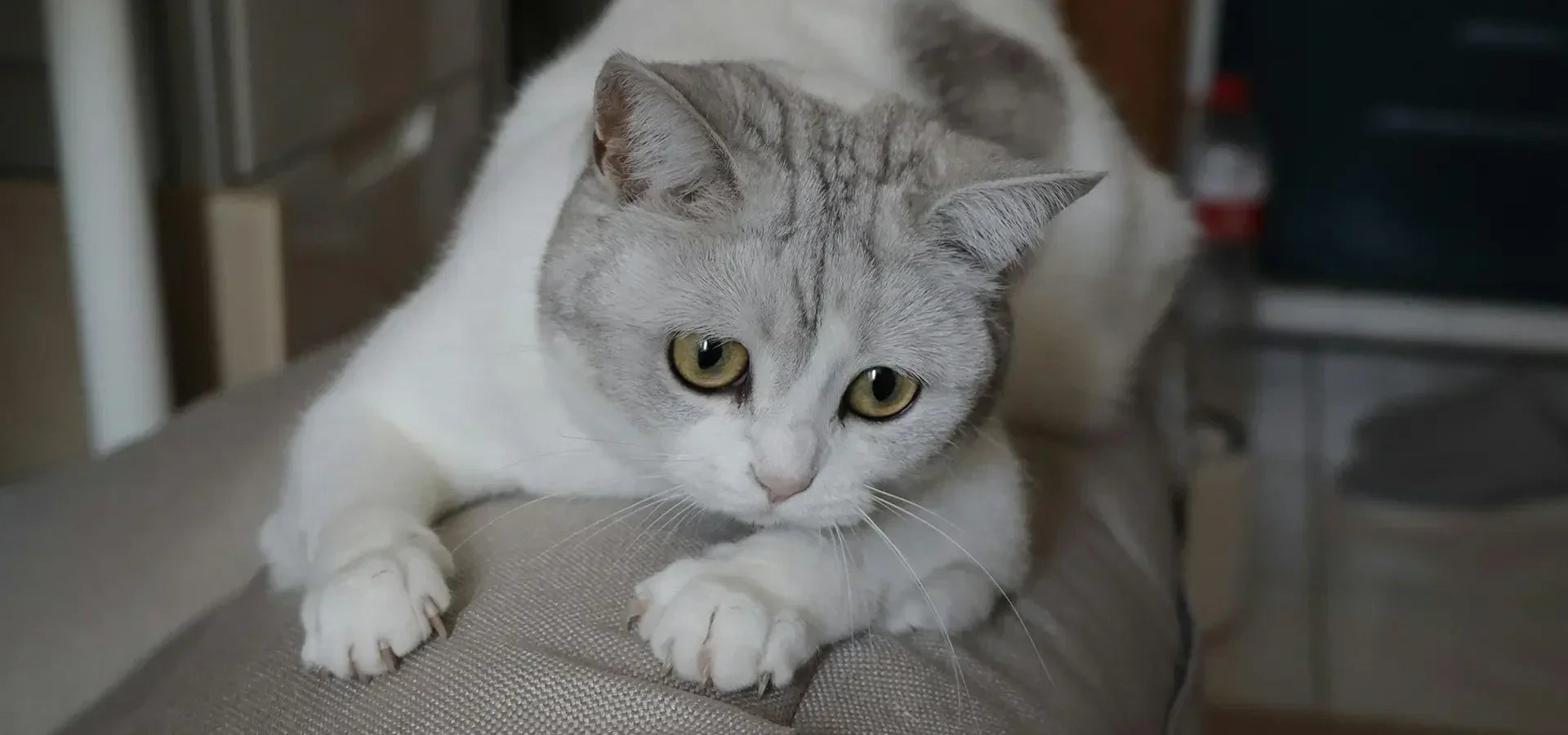 Why Cats Cry at Night: A Comprehensive Guide to Causes and Solutions