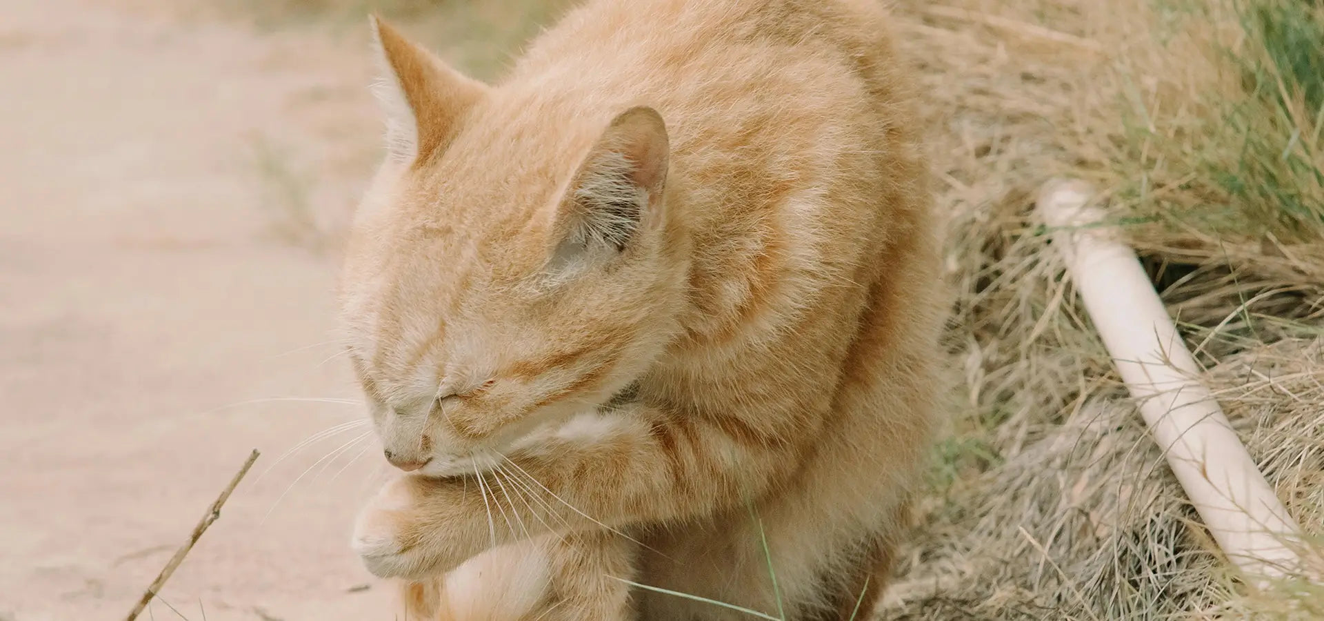 Do Cats Really Need a Hairball Remedy? Unraveling the Furball Mystery