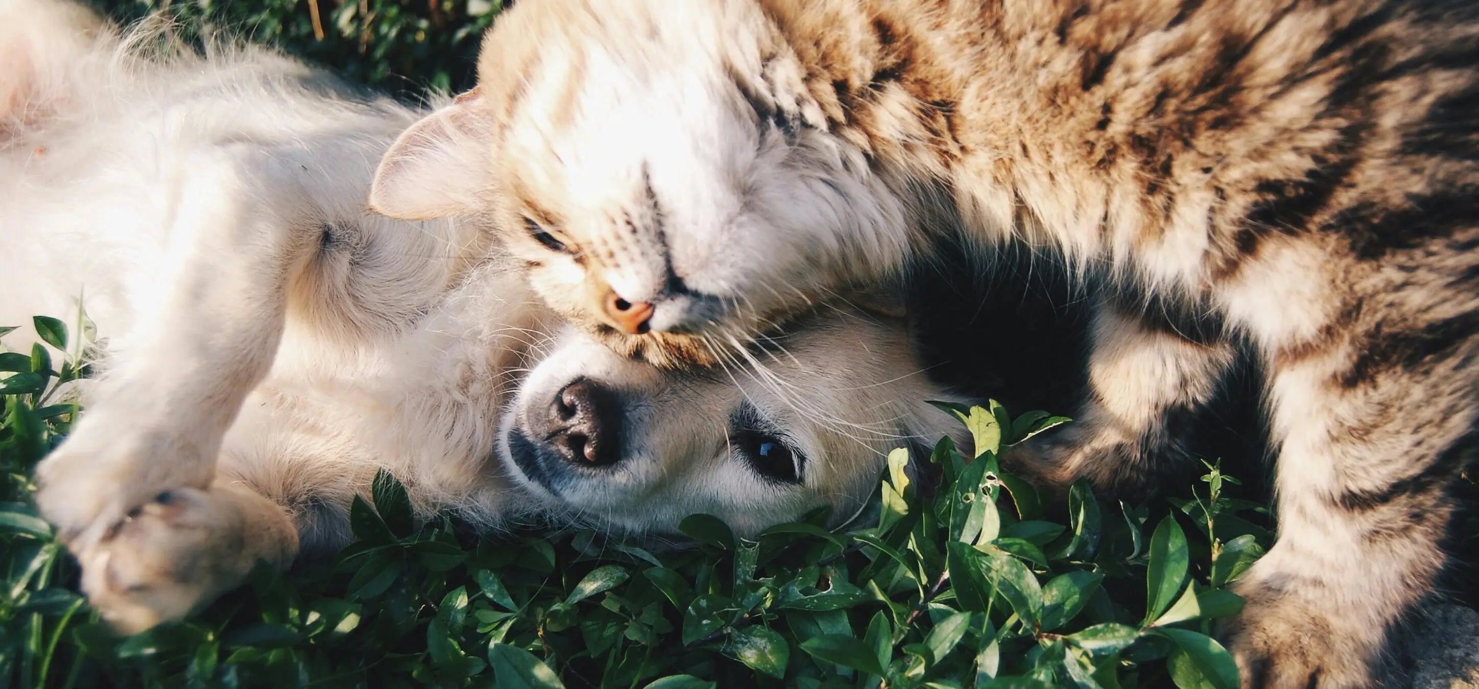 Dogs vs Cats: Which Is the Better Pet?