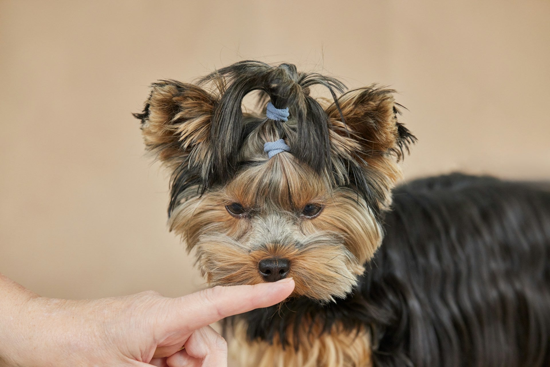 The Ultimate Guide to Brushing Your Dog: A Veterinary Technician's Handbook for a Healthy Coat and a Happy Pet