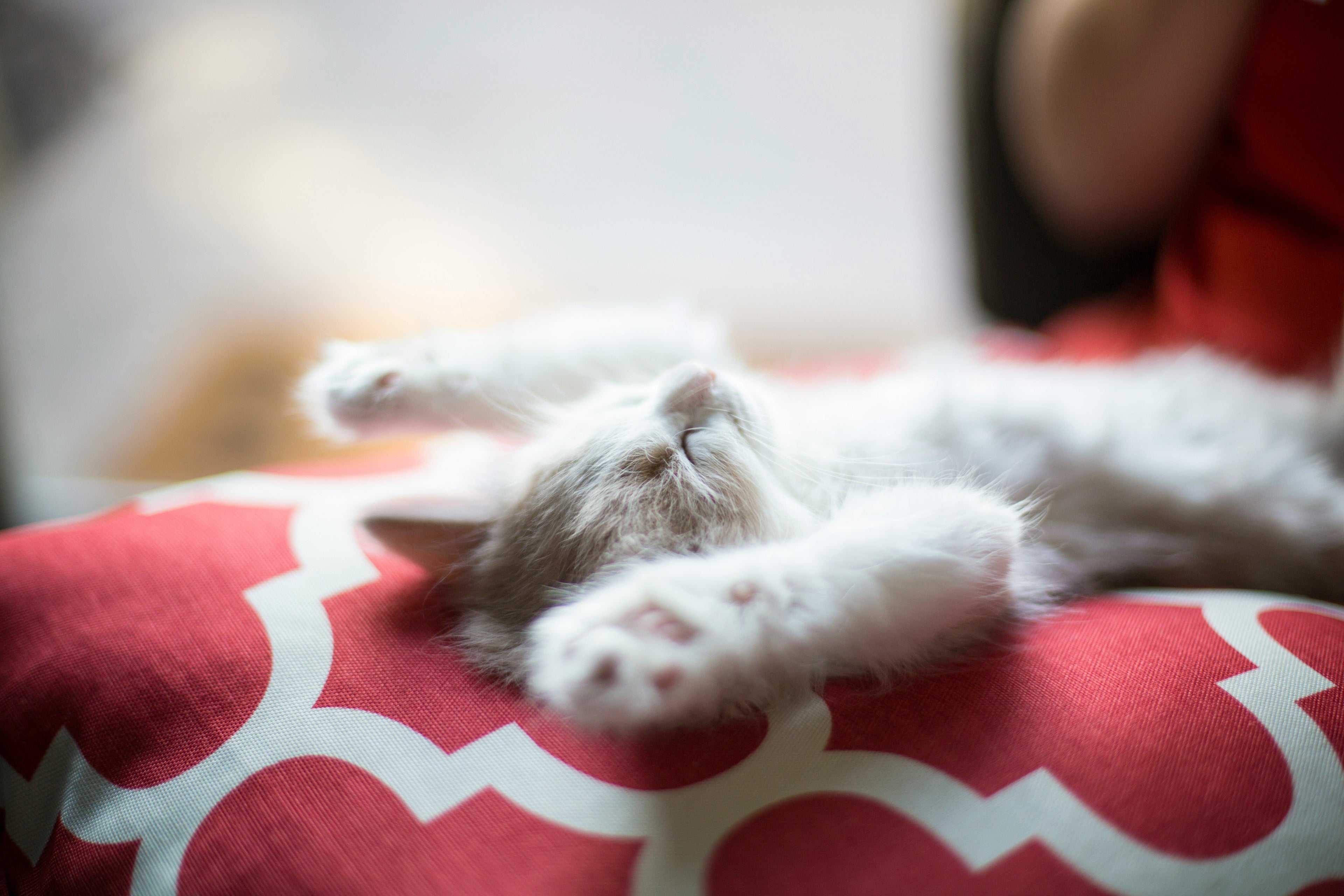 Why Do Cats Meow? Understanding Feline Communication