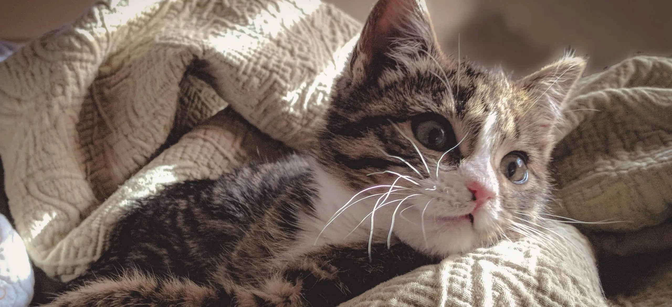The 2025 Guide to the Best Cat Food for a Healthy, Tangle-Free Coat