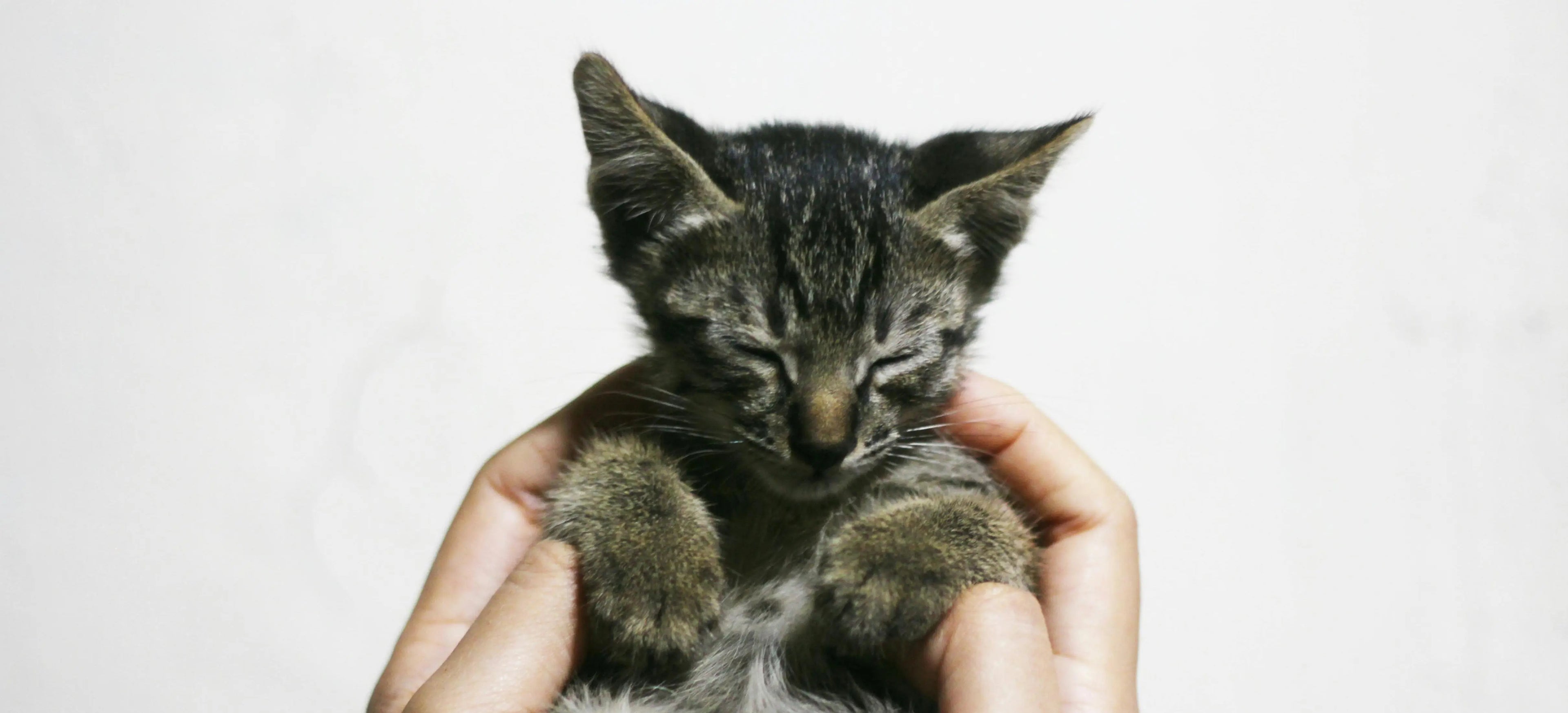 Why Does My 4-Month-Old Kitten Purr So Much? A Comprehensive Guide