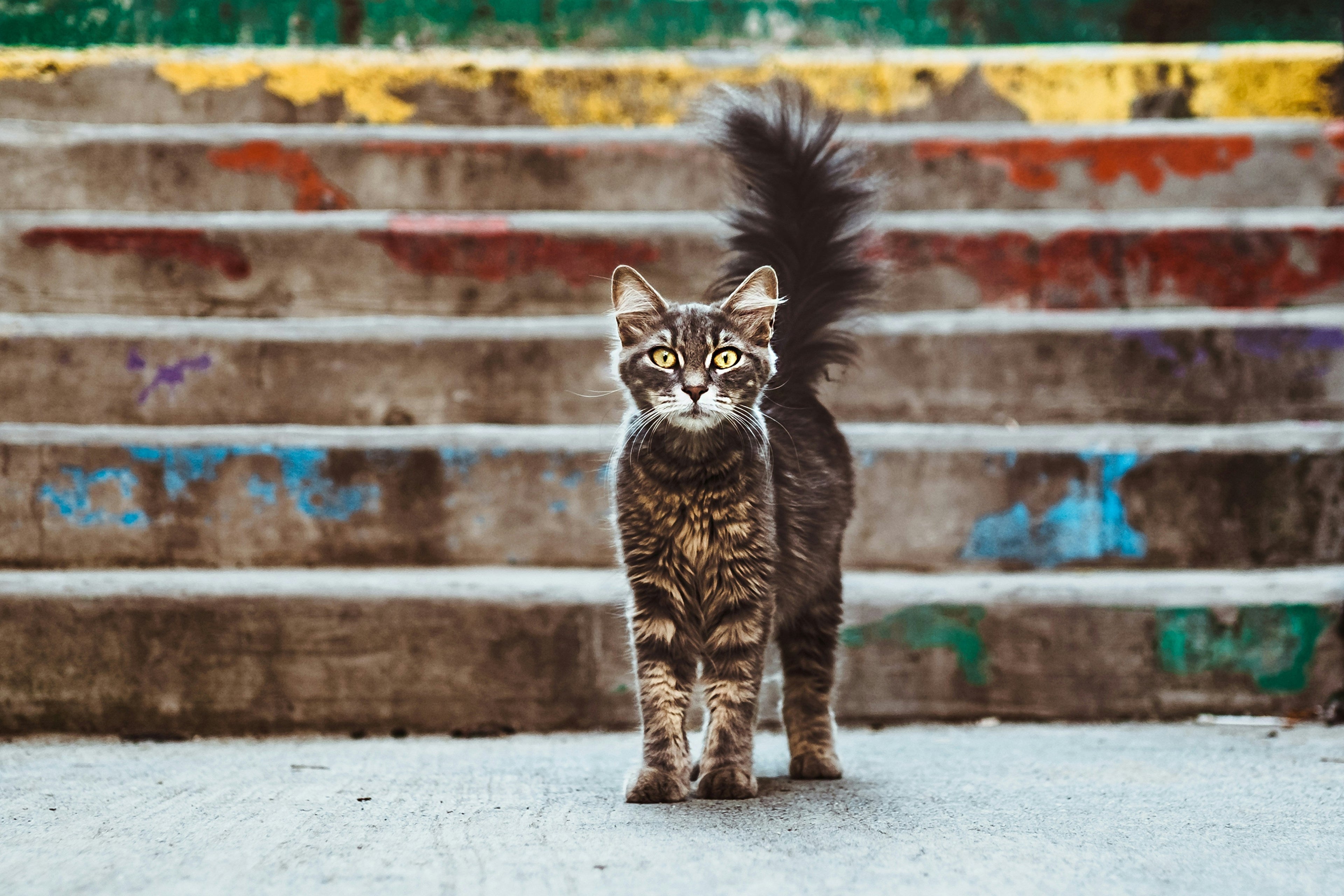 Decoding Cat Tail Language: What Your Cat’s Tail Wags Really Mean