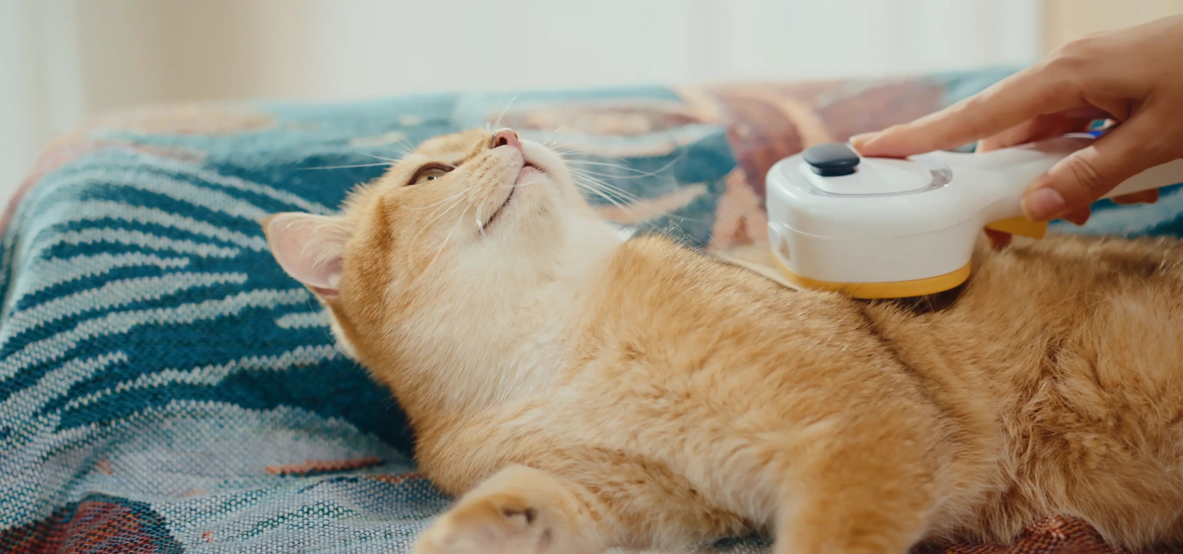 pet hair remover - cat steam brush
