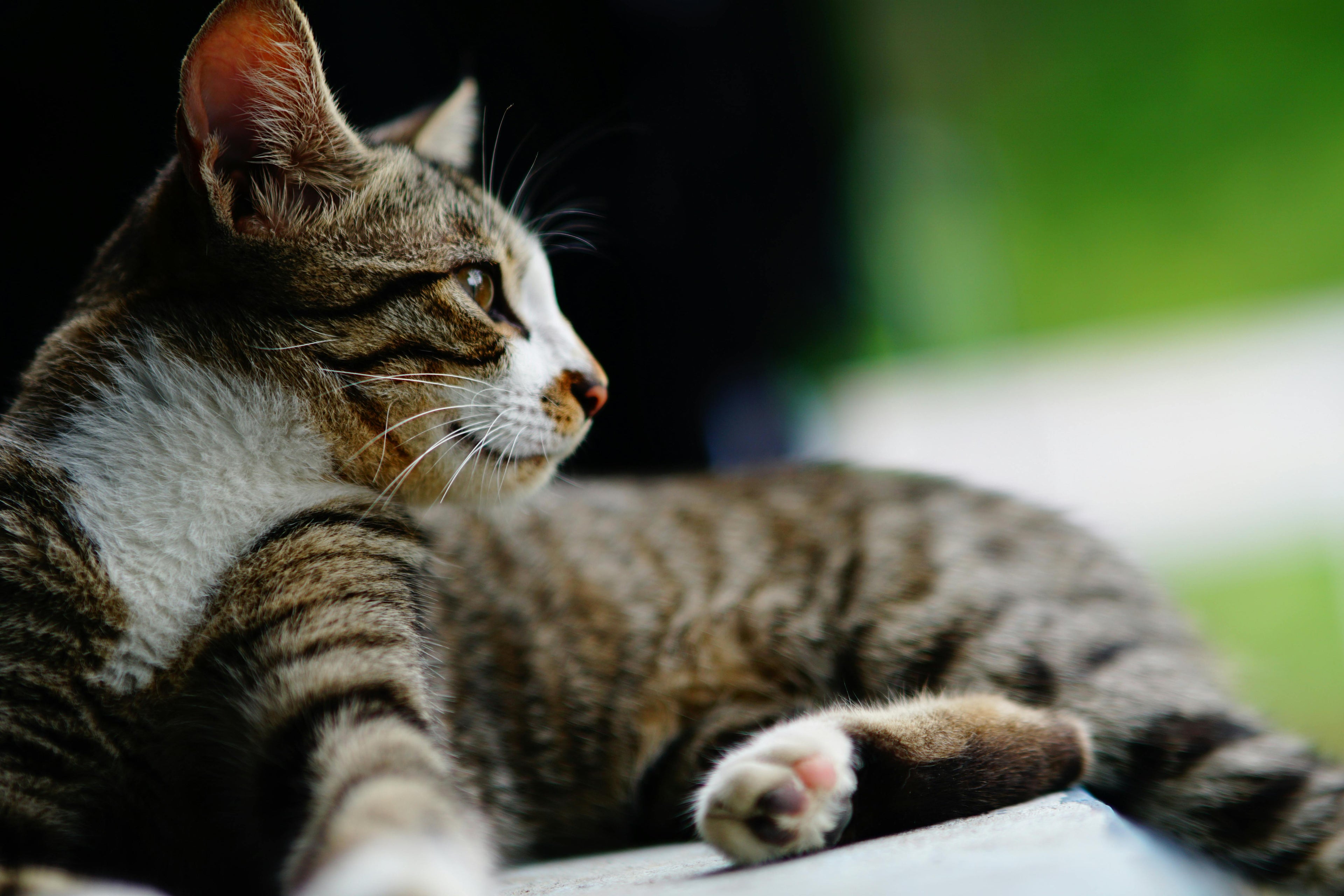 The American Shorthair: Your Guide to a Happy, Healthy, and Beautifully Groomed Cat