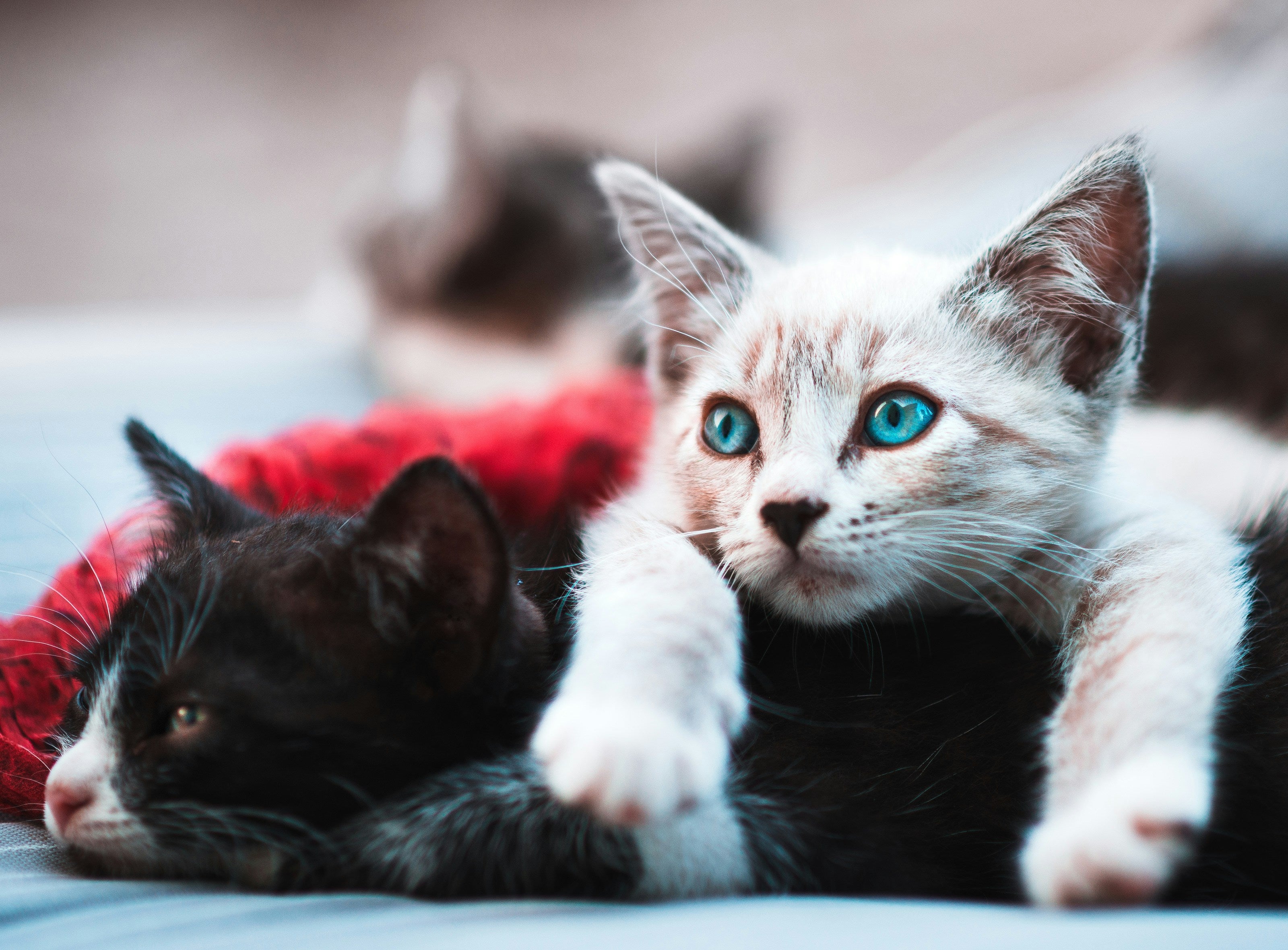 How Heavy Do Adult Domestic Cats Get?