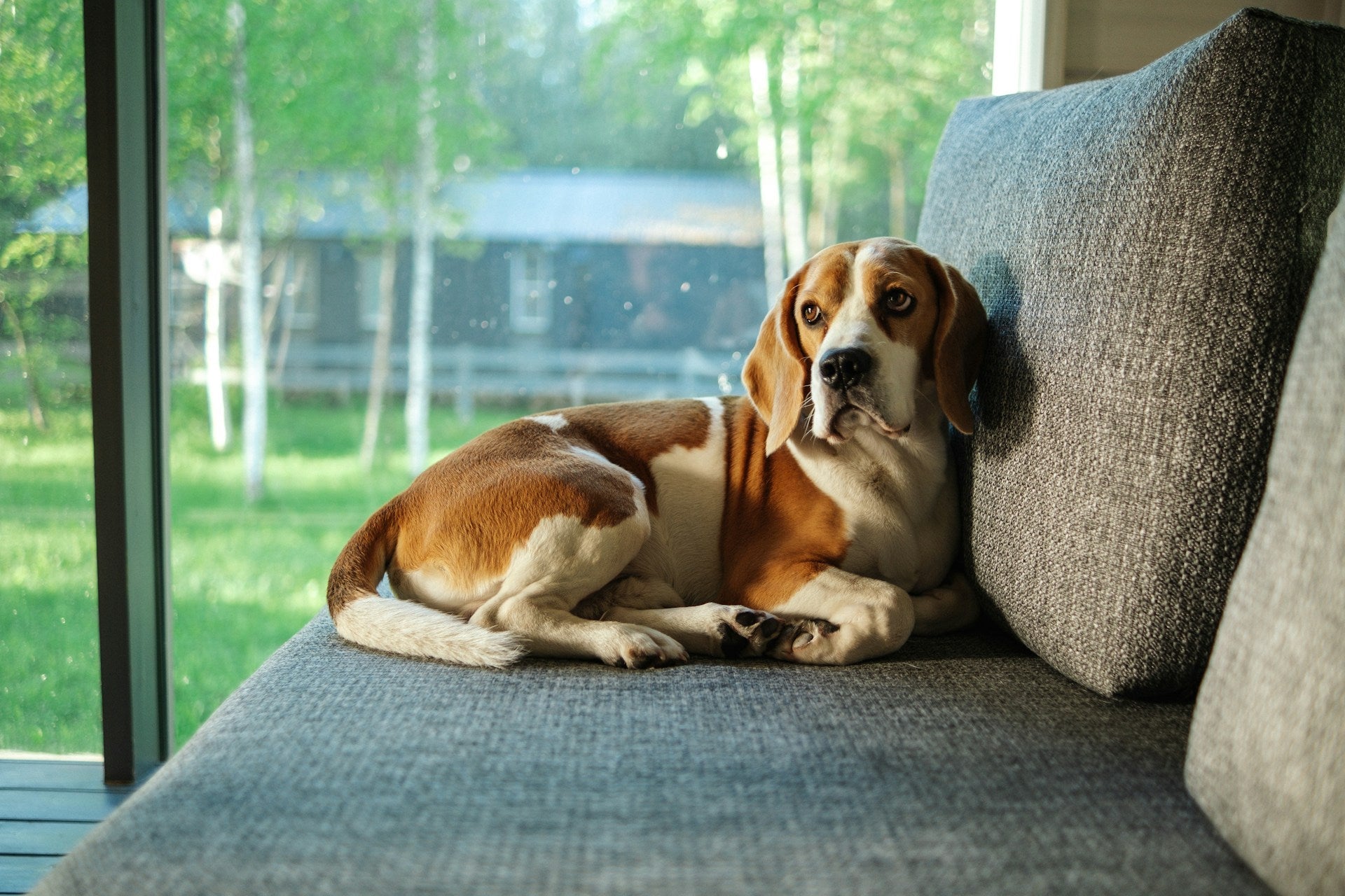 Slicker Brush for Dogs: A Pet Doctor’s Expert Guide to Safe and Stress-Free Grooming at Home