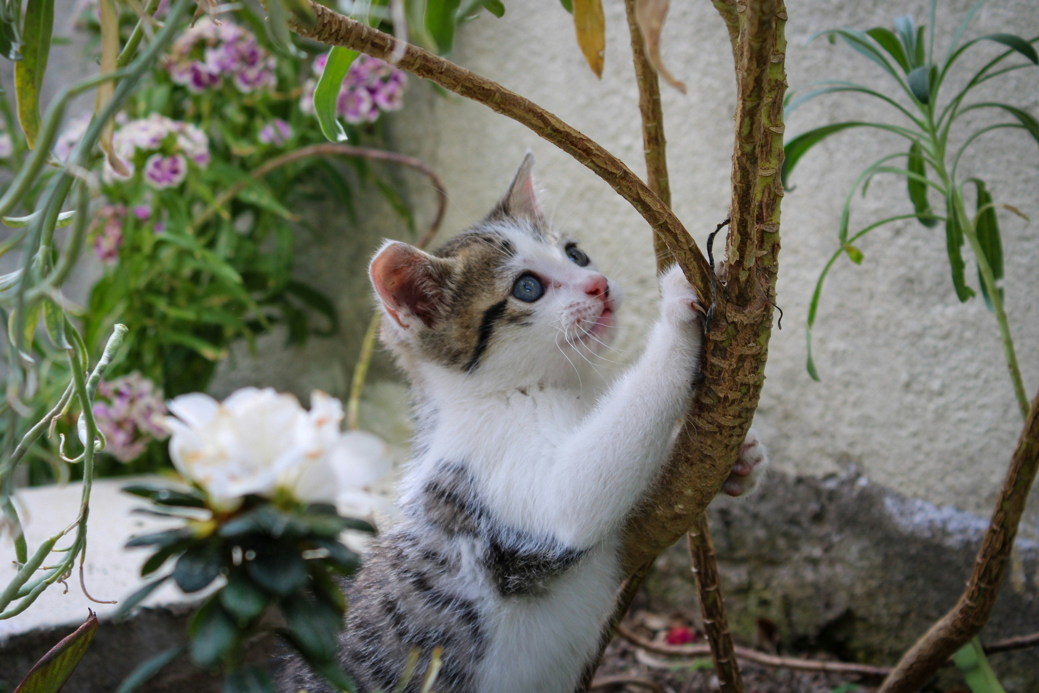 Discipline Your Cat the Right Way: No Fear, No Punishment