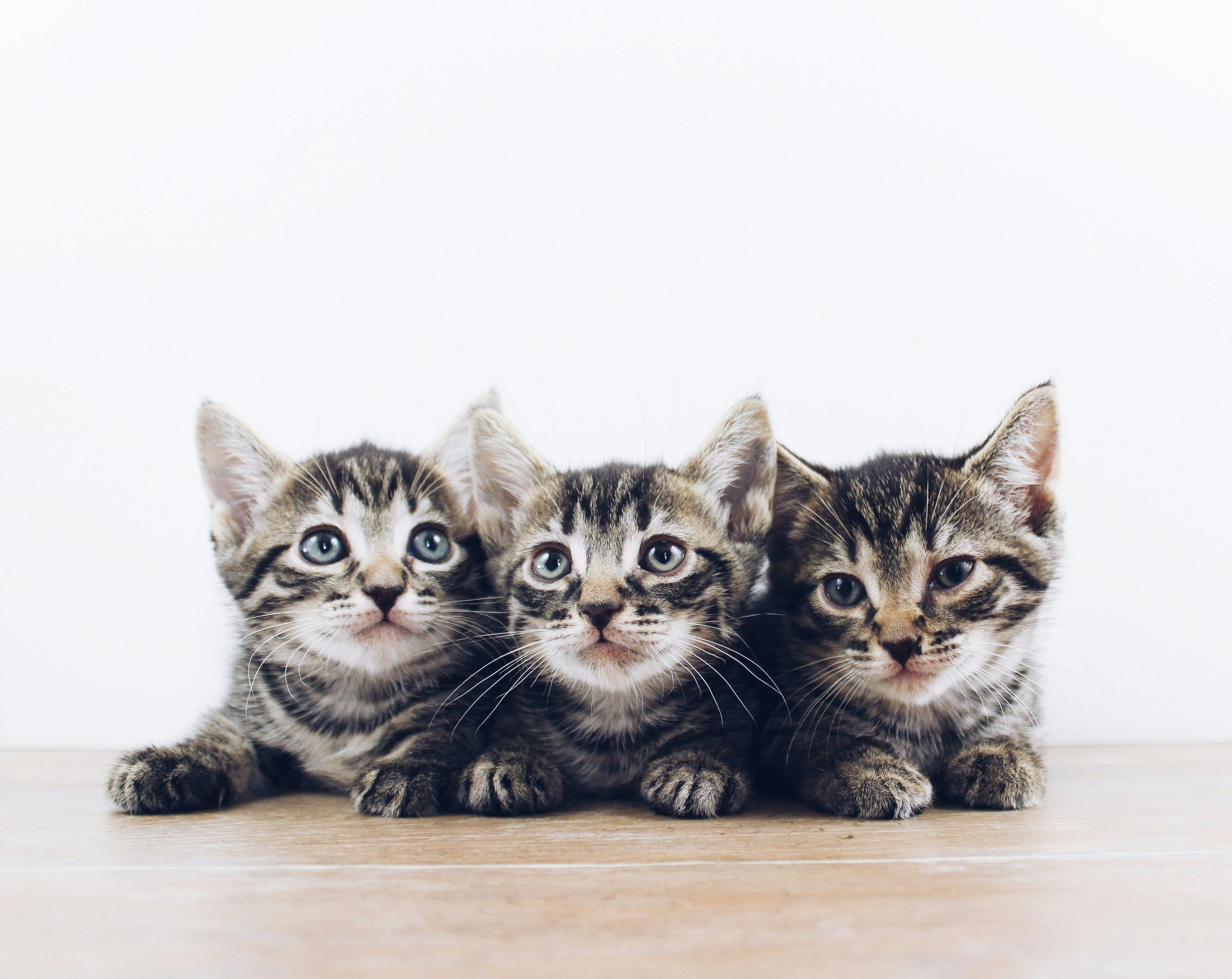 Your Ultimate Guide to a 4-Month-Old Kitten
