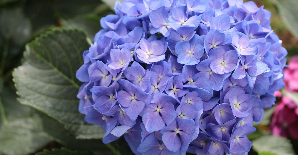 Are Hydrangeas Poisonous to Cats? Unraveling the Truth for Pet Parents