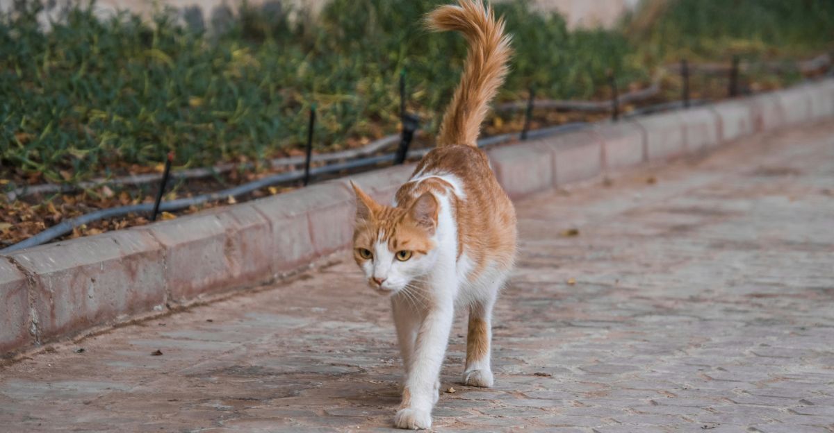 The Tale of the Tail: Unlocking the Secrets of Your Cat's Most Expressive Feature