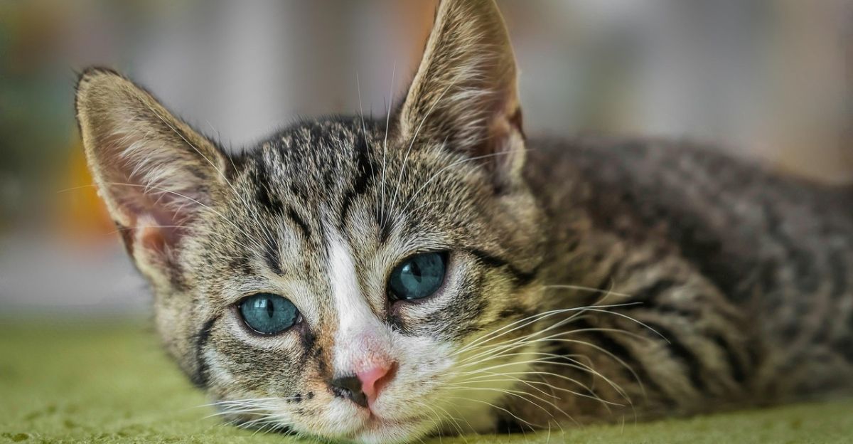 Exploring 17 Stunning American Shorthair Colors
