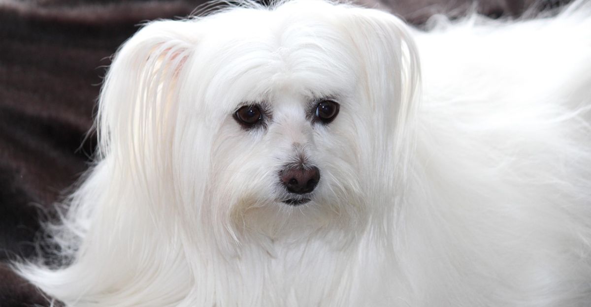 How to Groom a Maltese: The Ultimate Guide to a Happy, Mat-Free Pup