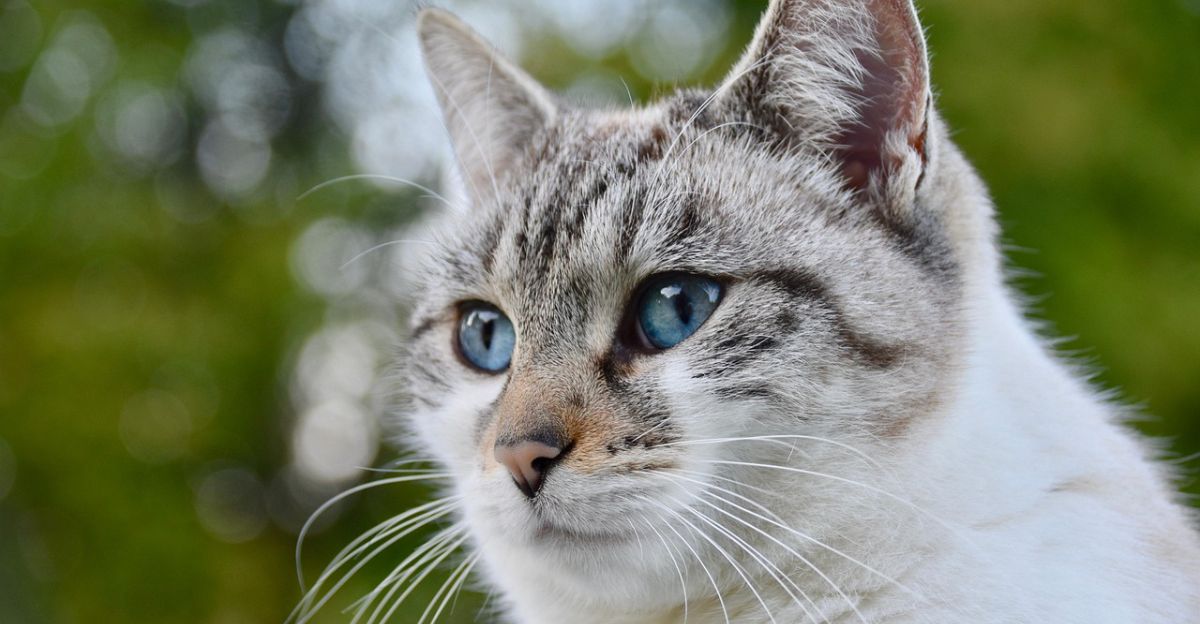 What Should Be in a Cat Grooming Kit? A Complete Guide for Smart Pet Parents
