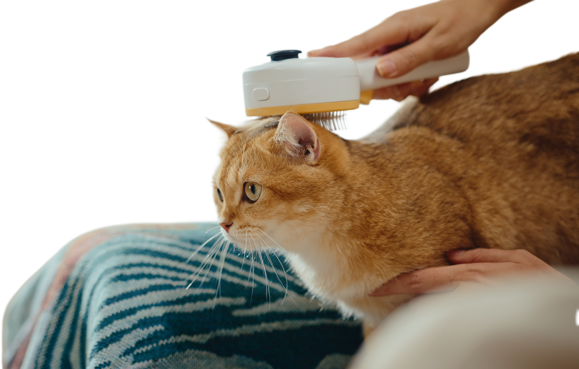 Steam Brush for Cats: The Ultimate Tool for Stress-Free Grooming