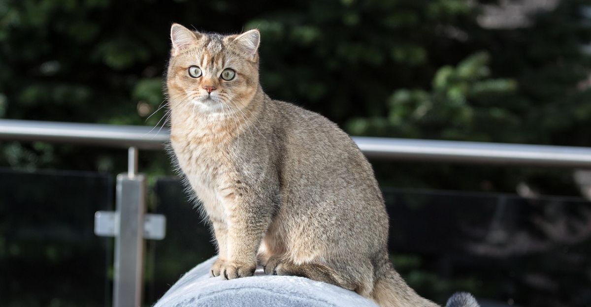 Exploring 12 Stunning British Shorthair Colors