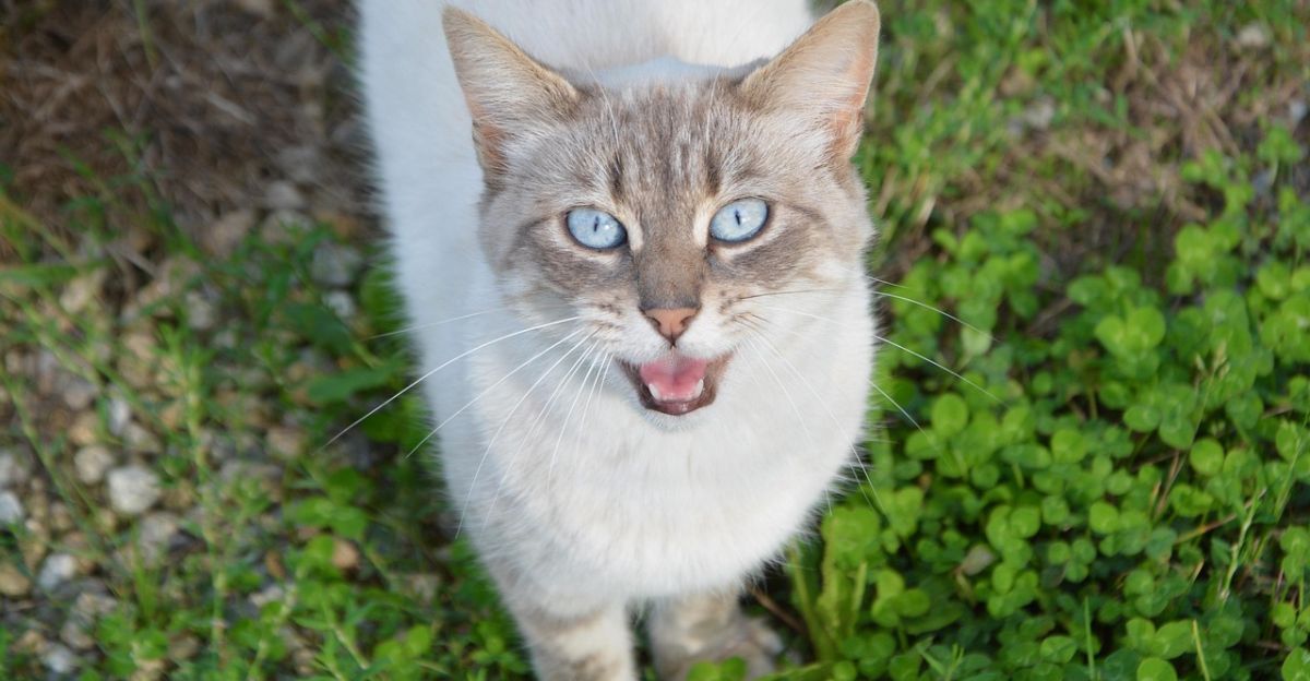 Why Your Cat is Meowing at Night (And How to Get Some Sleep!)