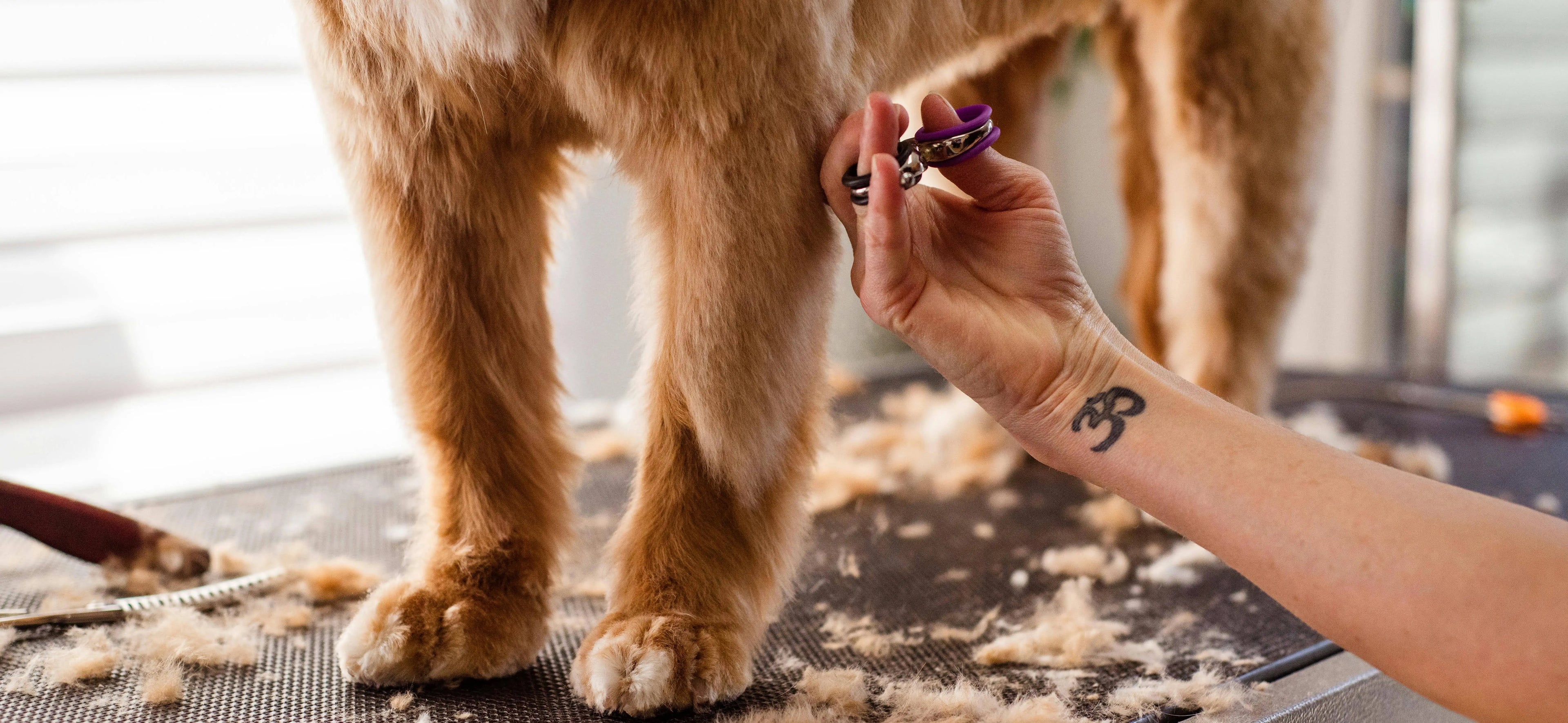 Can Grooming Help with Pet Allergies?