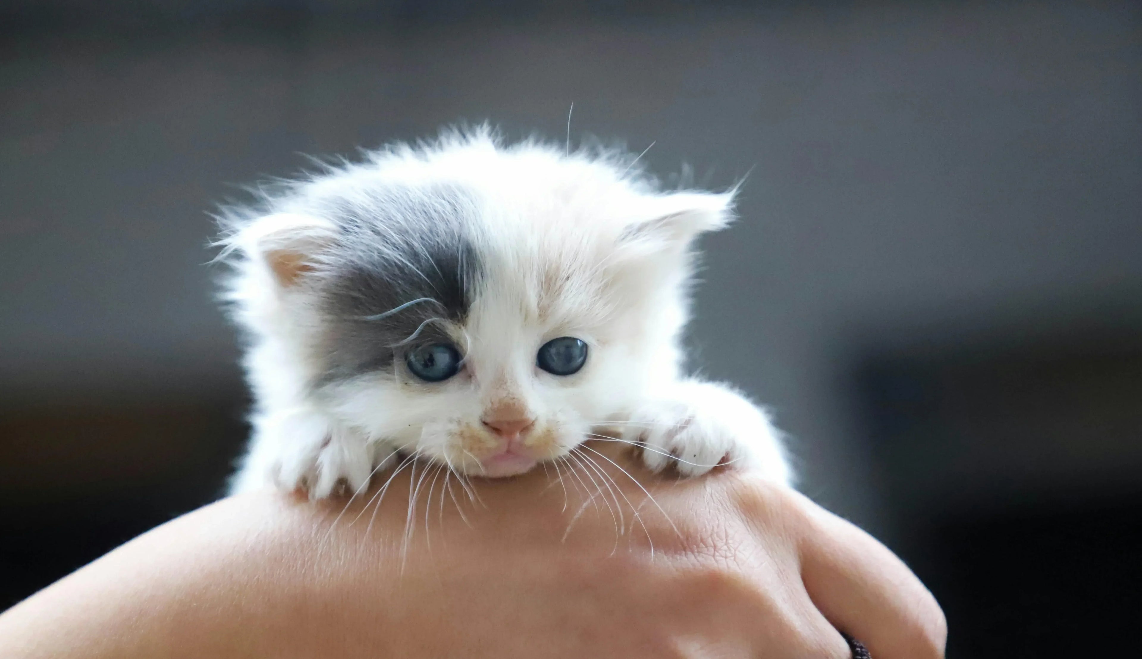 The Definitive Guide to Grooming Your 3-Month-Old Kitten